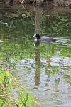 Fulica atra