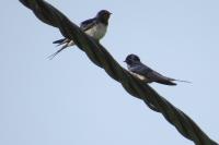 Hirondelle rustique