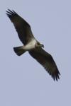 Pandion haliaetus