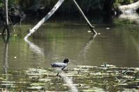 Fulica atra