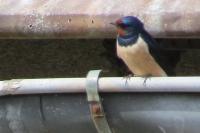 Hirundo rustica
