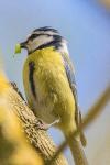 Cyanistes caeruleus