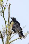 Corvus corone