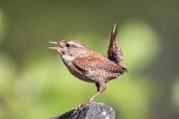 Troglodytes troglodytes