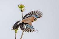 Garrulus glandarius