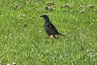 Turdus philomelos