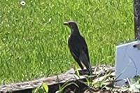 Turdus philomelos