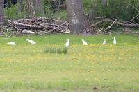 Bubulcus ibis
