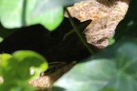 Erithacus rubecula