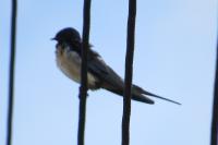 Hirundo rustica