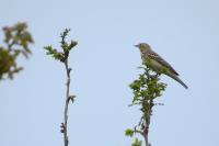 Anthus trivialis