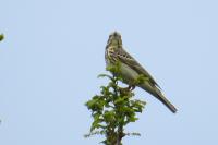 Anthus trivialis