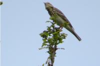 Anthus trivialis