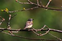 Saxicola rubetra