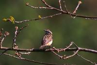 Saxicola rubetra