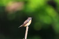 Saxicola rubetra