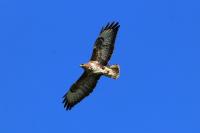 Buteo buteo