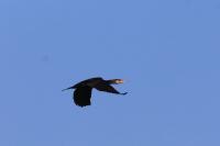 Phalacrocorax carbo