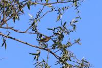Phylloscopus collybita