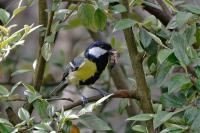 Parus major