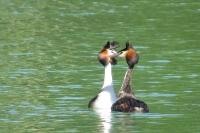 Podiceps cristatus