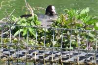 Fulica atra