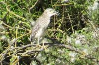 Nycticorax nycticorax