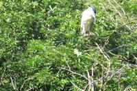Nycticorax nycticorax