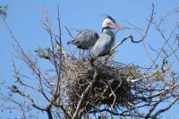 Ardea cinerea