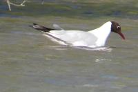 Chroicocephalus ridibundus