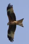 Milvus milvus