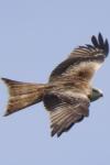 Milvus milvus