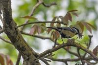Parus major