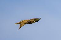 Buteo buteo