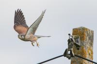 Falco tinnunculus