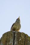 Troglodytes troglodytes