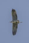 Ardea cinerea