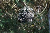 Aegithalos caudatus