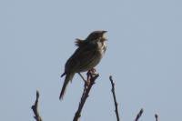 Emberiza calandra
