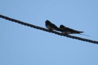 Hirundo rustica