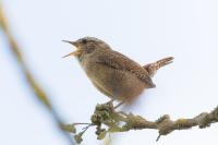 Troglodytes troglodytes