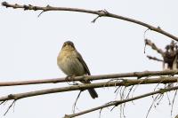 Phylloscopus collybita