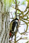 Dendrocopos major