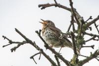 Turdus philomelos