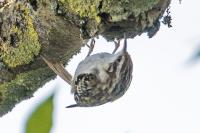 Certhia brachydactyla