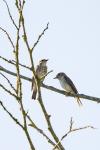 Muscicapa striata