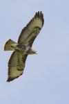 Buteo buteo