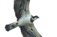 Pandion haliaetus