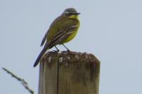 Motacilla flava