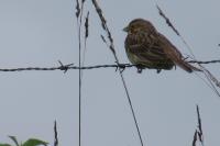 Emberiza calandra